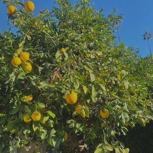 Meet your Posher, Rowan